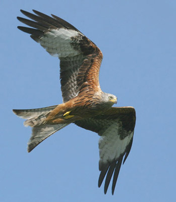 3.  Adult