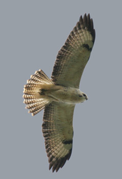 Pale Common Buzzard
