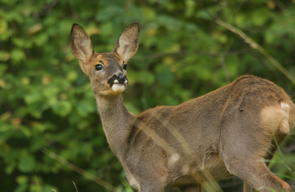 Roe Deer - Female