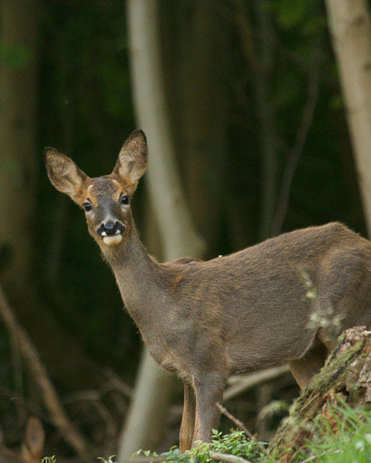 Roe Deer - Female