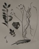 Found Objects II