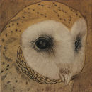 Barn Owl