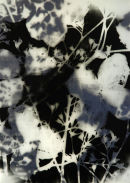 herbacious
