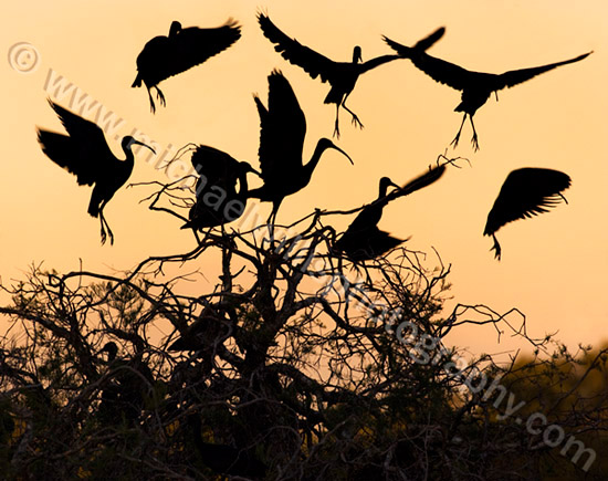 Glossy Ibis Silhouette