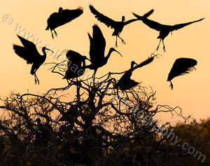 Glossy Ibis Silhouette