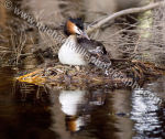 Great Crested Grebe Nest