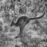 Leap