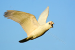 Little Corella Cockatoo