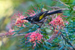 New Holland Honeyeater and Grevillea 