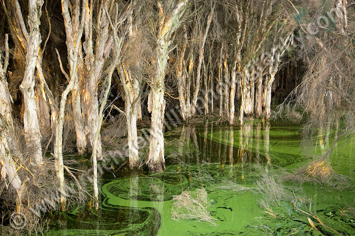 Paperbark Swamp
