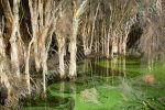 Paperbark Swamp