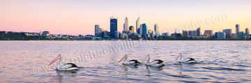 Perth Pelicans at Sunrise