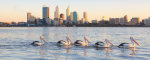 Swan River Pelicans at Sunrise