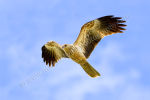 Whistling Kite