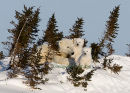 #6740 bear family in the trees