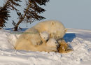36744 cuddle bears