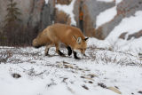 red fox