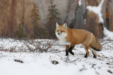 red fox