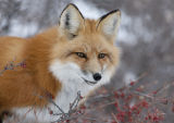 red fox