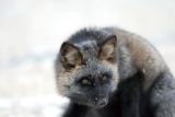 (mostly) silver fox