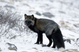 (mostly) silver fox