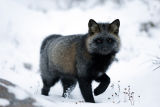 (mostly) silver fox