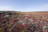 Baker Lake area view