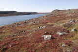 stone circle remnants