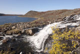 tundra waterfall & willow