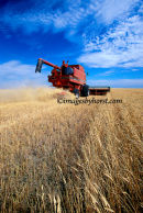 #3810 golden harvest