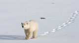 ice bear making tracks