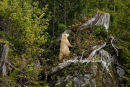 #2997 Kermode bear - after apples