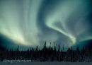 #2819 forest