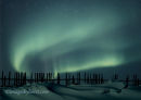 #2826 snowfence