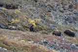 matriarc muskox & friends
