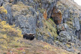 mature muskox bull 
