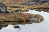 young caribou bull & reflections