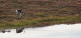 young caribou bull & reflections
