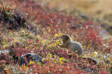groud squirrel (siksik locally)