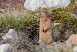 ground squirrel (siksik) at attention