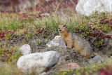 alert ground squirrel 