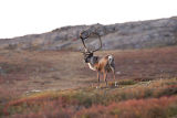 mature caribou bull
