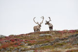 two mature caribou bulls