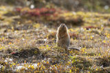 curiuos ground squirrel