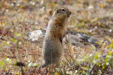 tundra ground squirrel