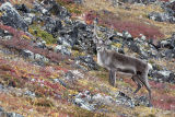 young caribou bull