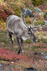 young caribou bull