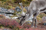 young caribou bull