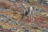 young caribou bull