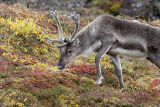 young caribou bull